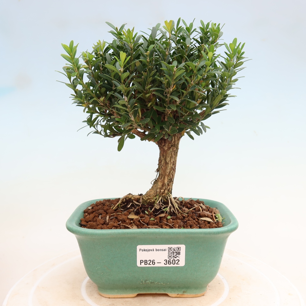 Room bonsai - Buxus harlandii - cork buxus