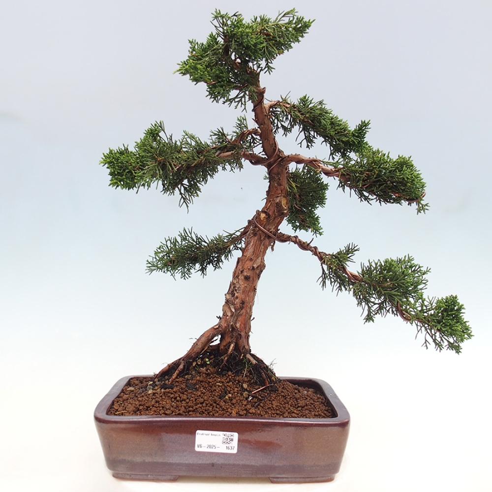 Outdoor bonsai - Juniperus chinensis Kishu - Chinese juniper