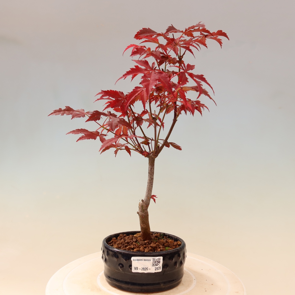 Outdoor bonsai - Acer palm. Atropurpureum-Javor palmate