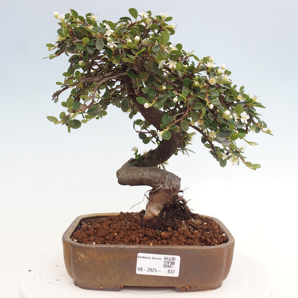 Outdoor bonsai-Cotoneaster dammeri - Rock Damer