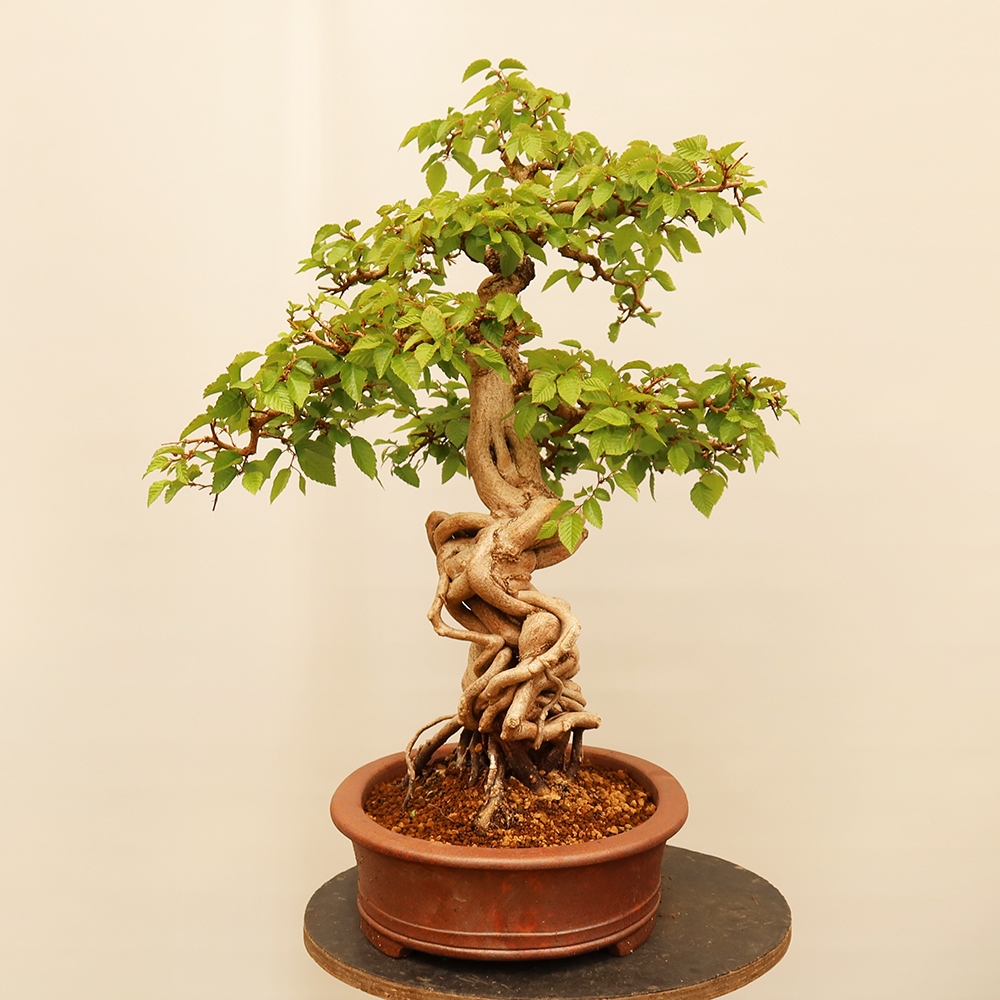 Outdoor bonsai - Carpinus Coreana - Korean hornbeam