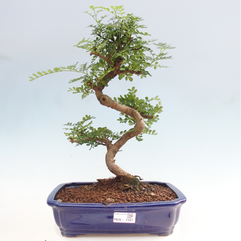 Room bonsai - Zantoxylum piperitum - pepper tree