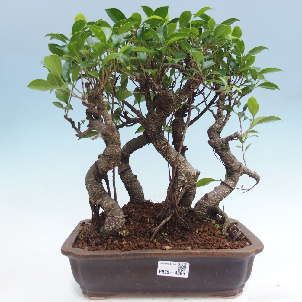 Room bonsai - Ficus kimmen - small-leaved ficus