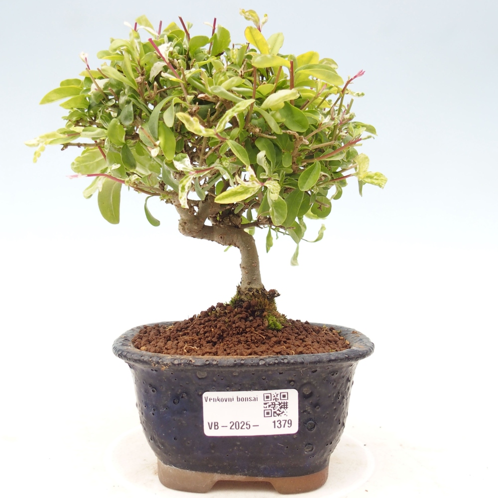 Outdoor bonsai - Ligustrum obtusifolium - Dull-leaved bird's-bill