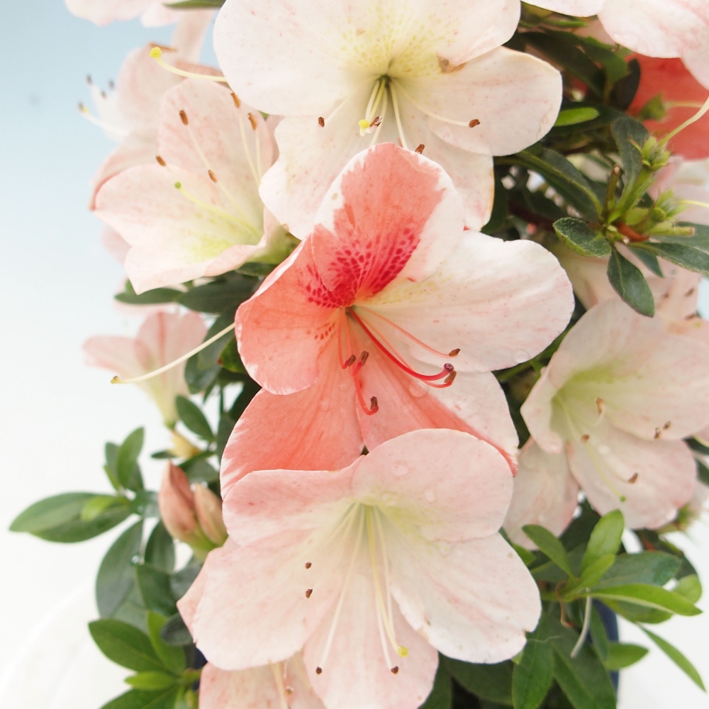 Outdoor bonsai - Japanese azalea - Azalea Asazakura