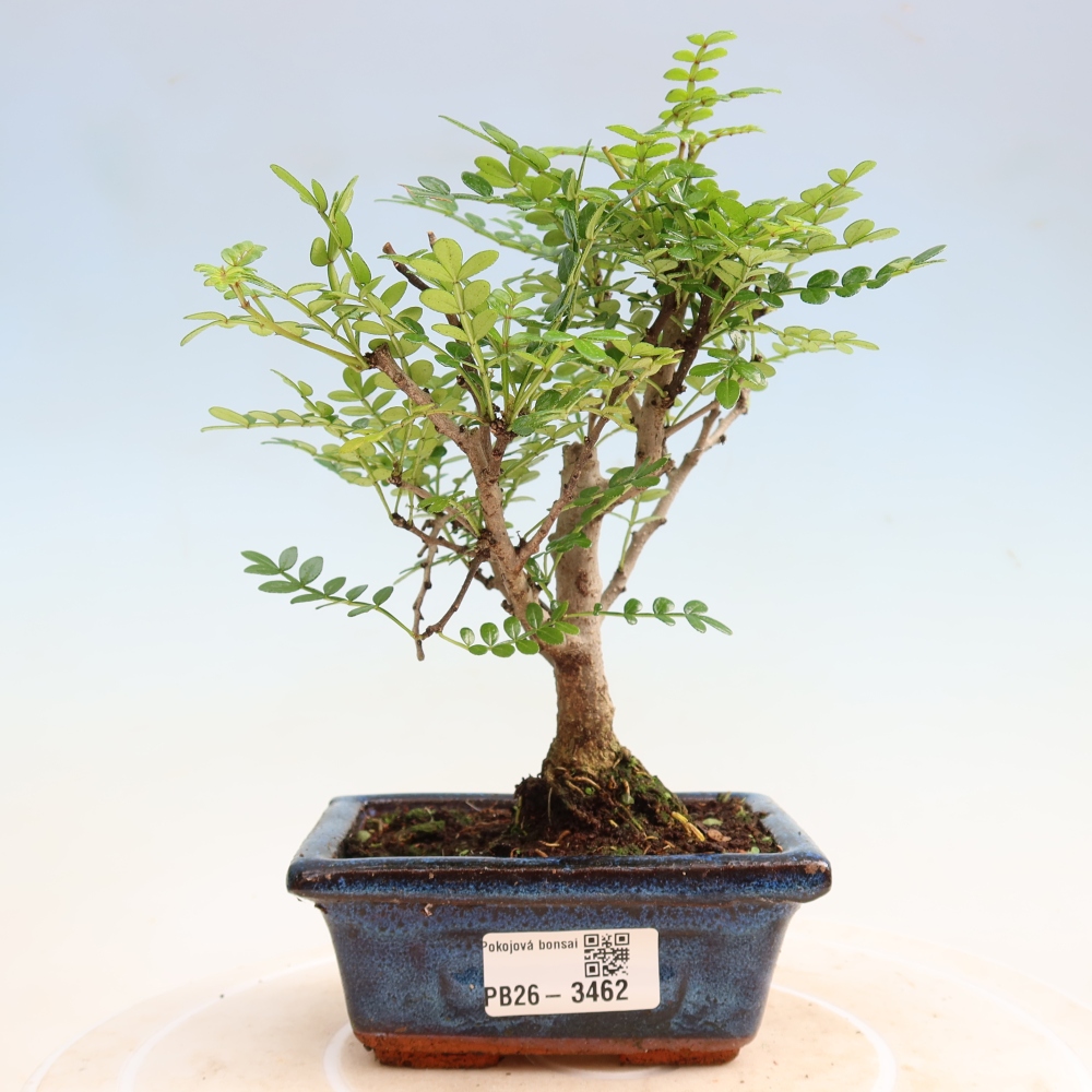 Room bonsai - Zantoxylum piperitum - pepper tree