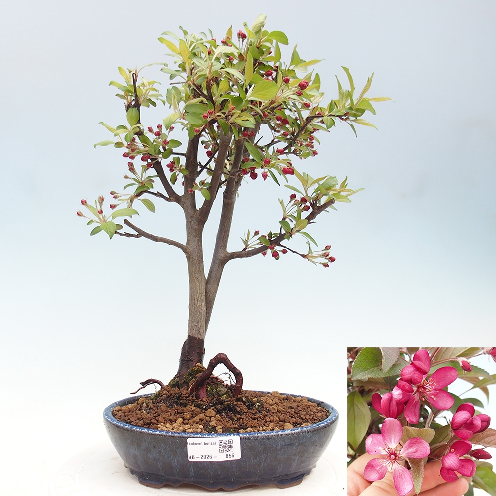 Outdoor bonsai -Malus domestica - Small-fruited red-leaved apple tree