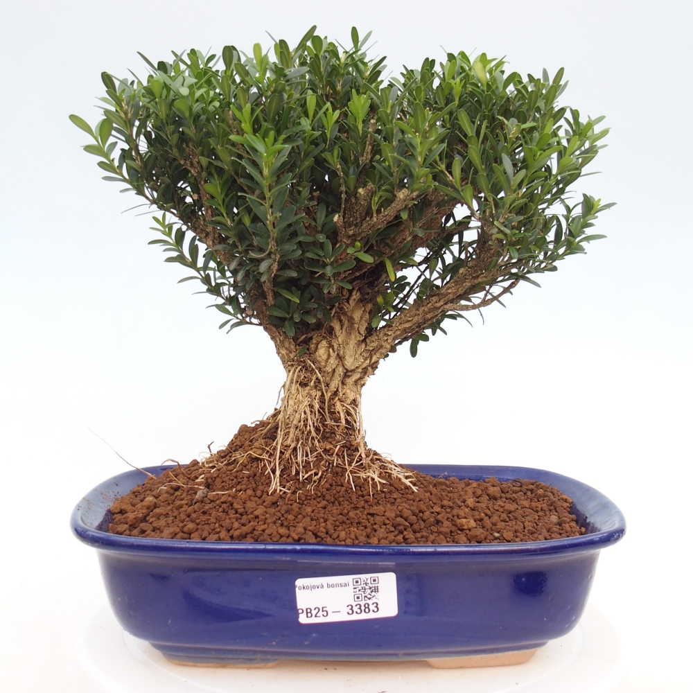 Room bonsai - Buxus harlandii - cork buxus