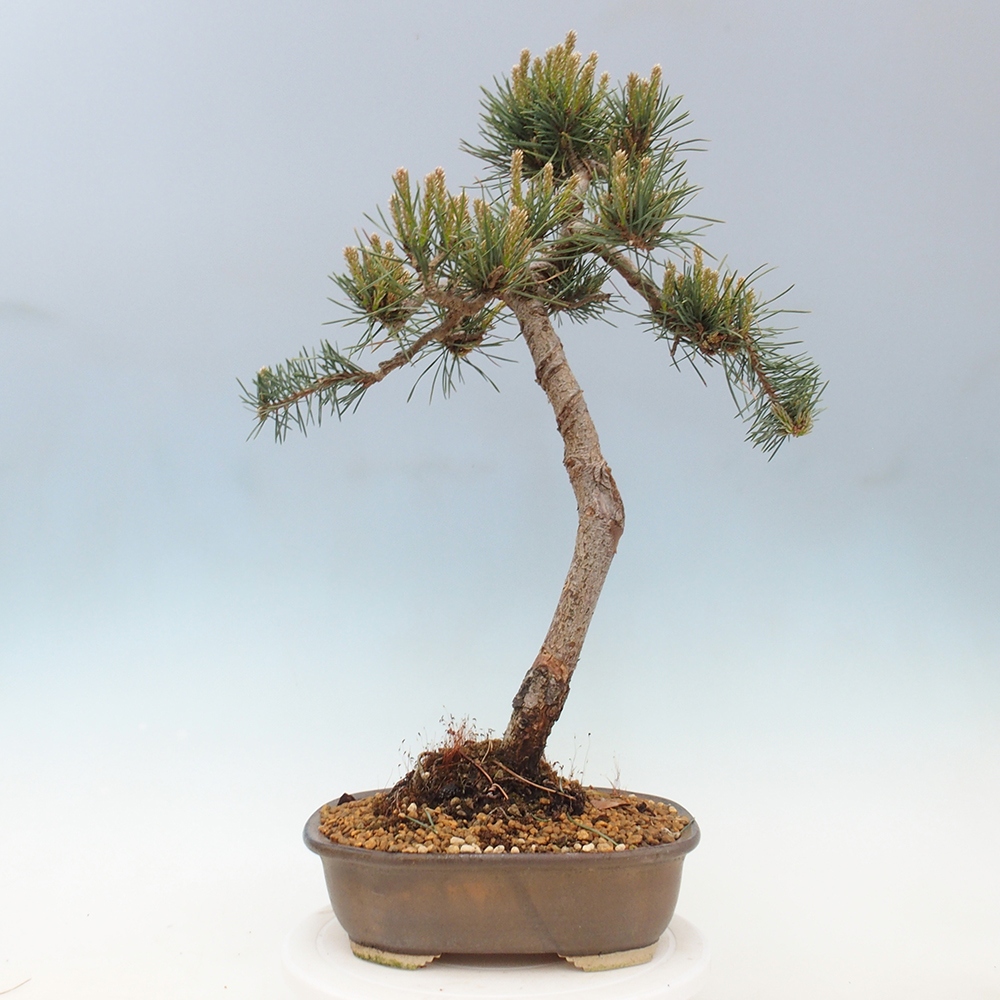 Outdoor bonsai - Pinus Sylvestris - Scots pine