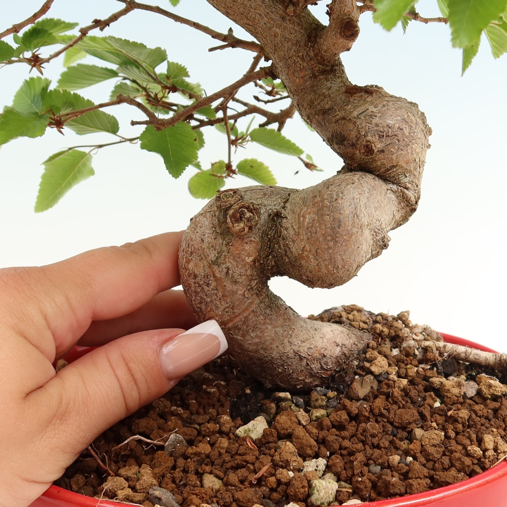 Outdoor bonsai -Carpinus coreana - Korean Hornbeam