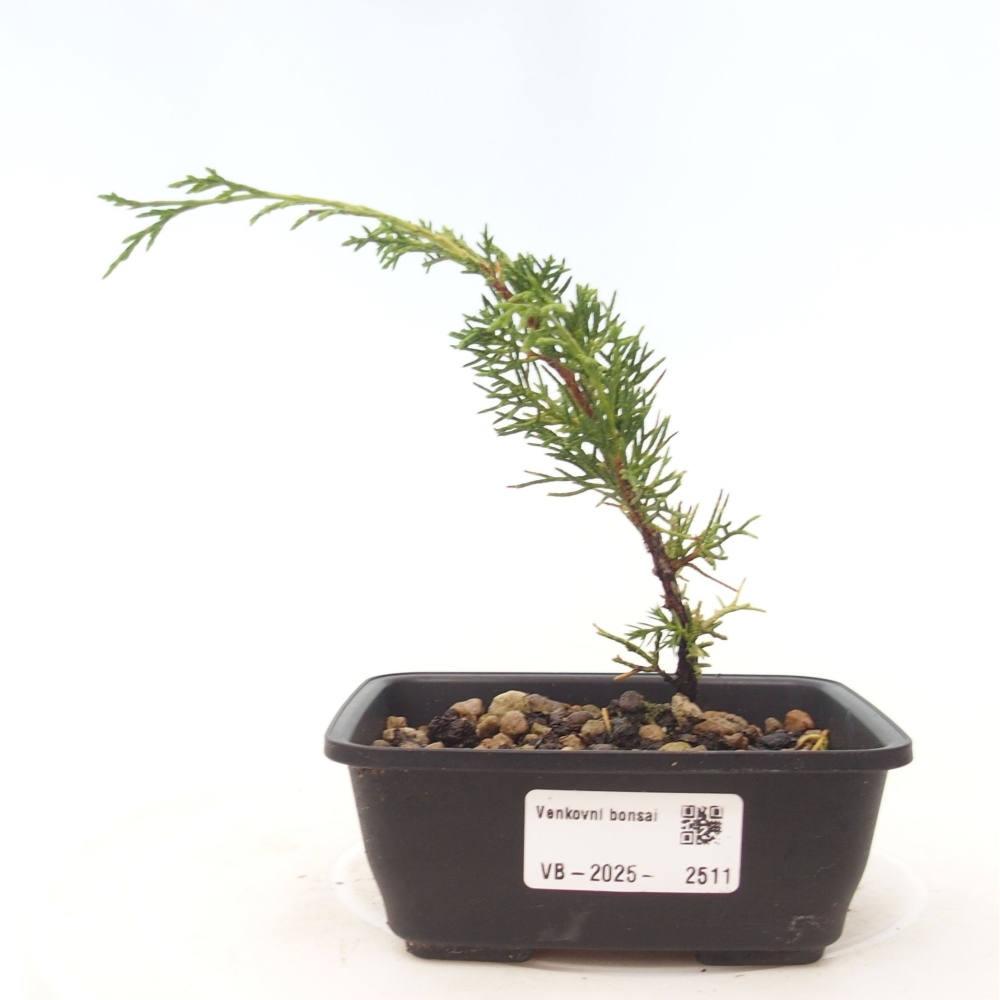 Outdoor bonsai - Juniperus chinensis Itoigawa - Chinese juniper