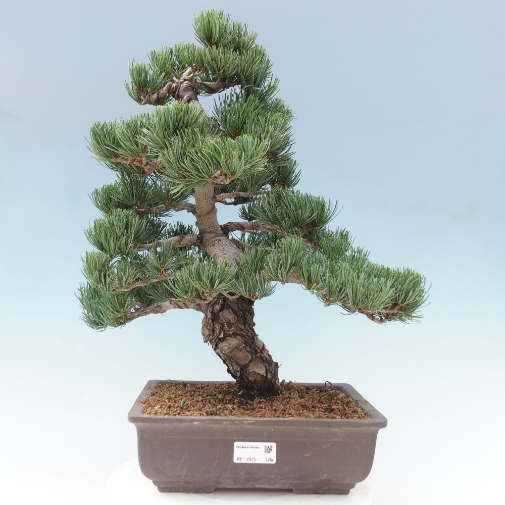 Outdoor bonsai - Pinus parviflora - Small pine tree