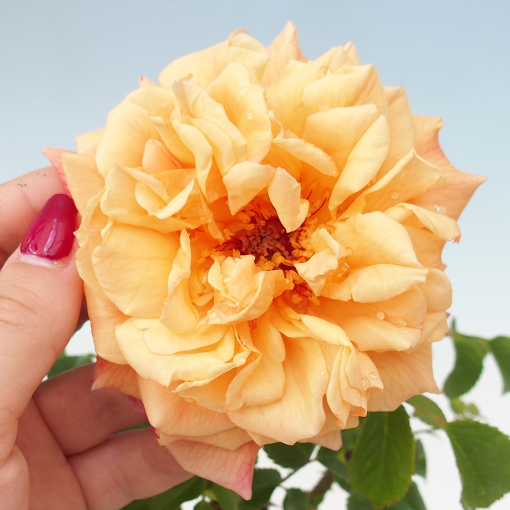 Outdoor bonsai - Rosa Kordes -  rose