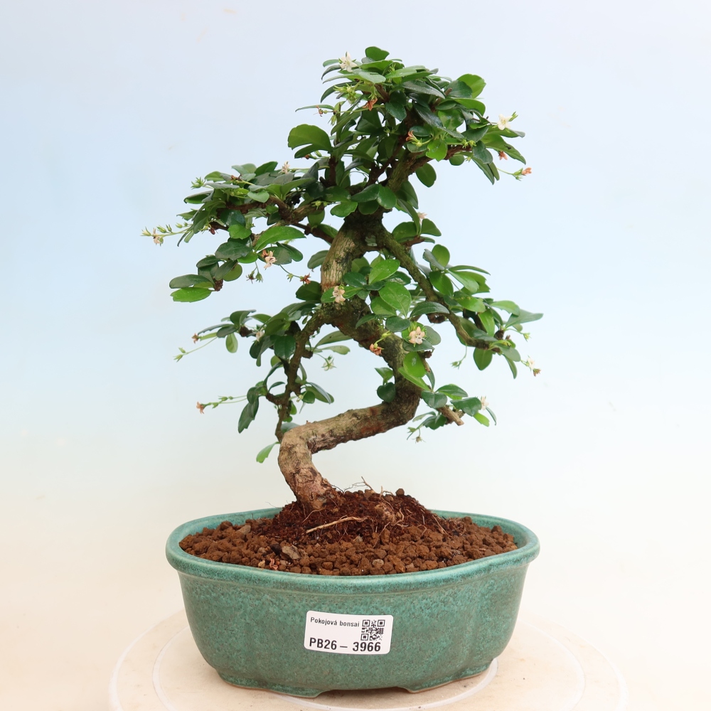 Room bonsai - Carmona macrophylla - Tea fuki