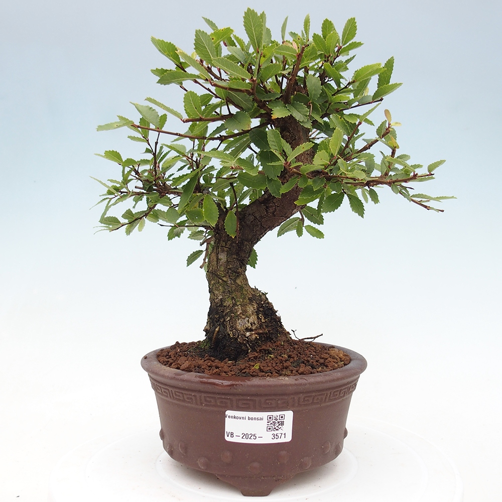 Outdoor bonsai - Zelkova - Zelkova NIRE