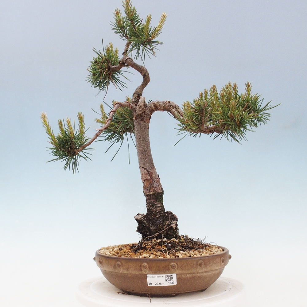 Outdoor bonsai - Pinus Sylvestris - Scots pine