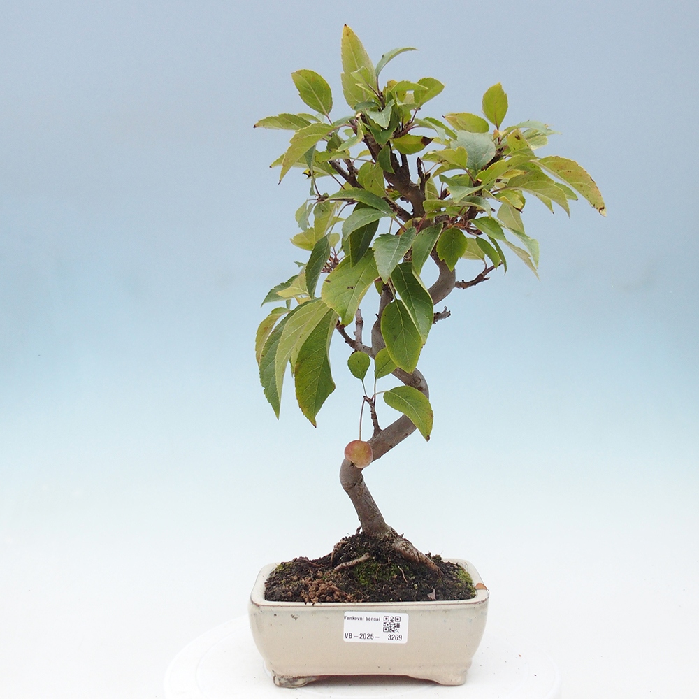 Outdoor bonsai - Malus halliana - Small-fruited apple tree