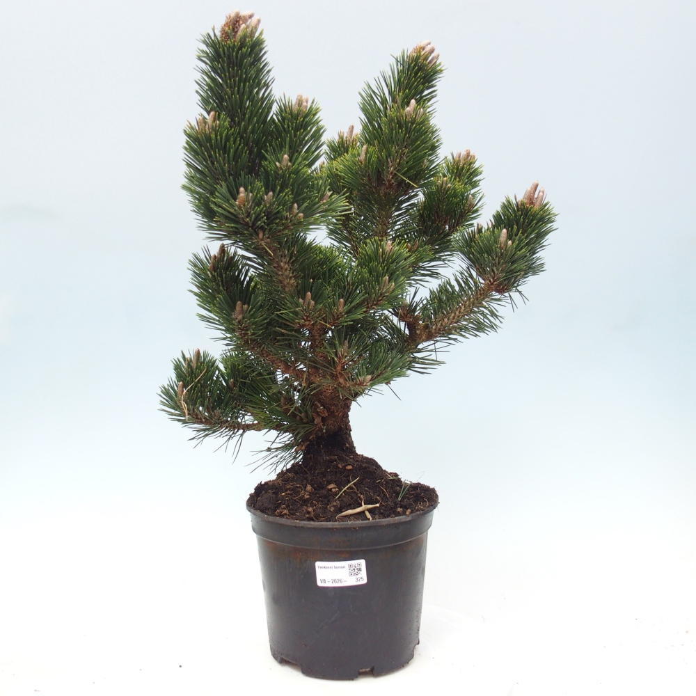 Outdoor bonsai - Pinus thunbergii senjyumaru - Thunberg pine