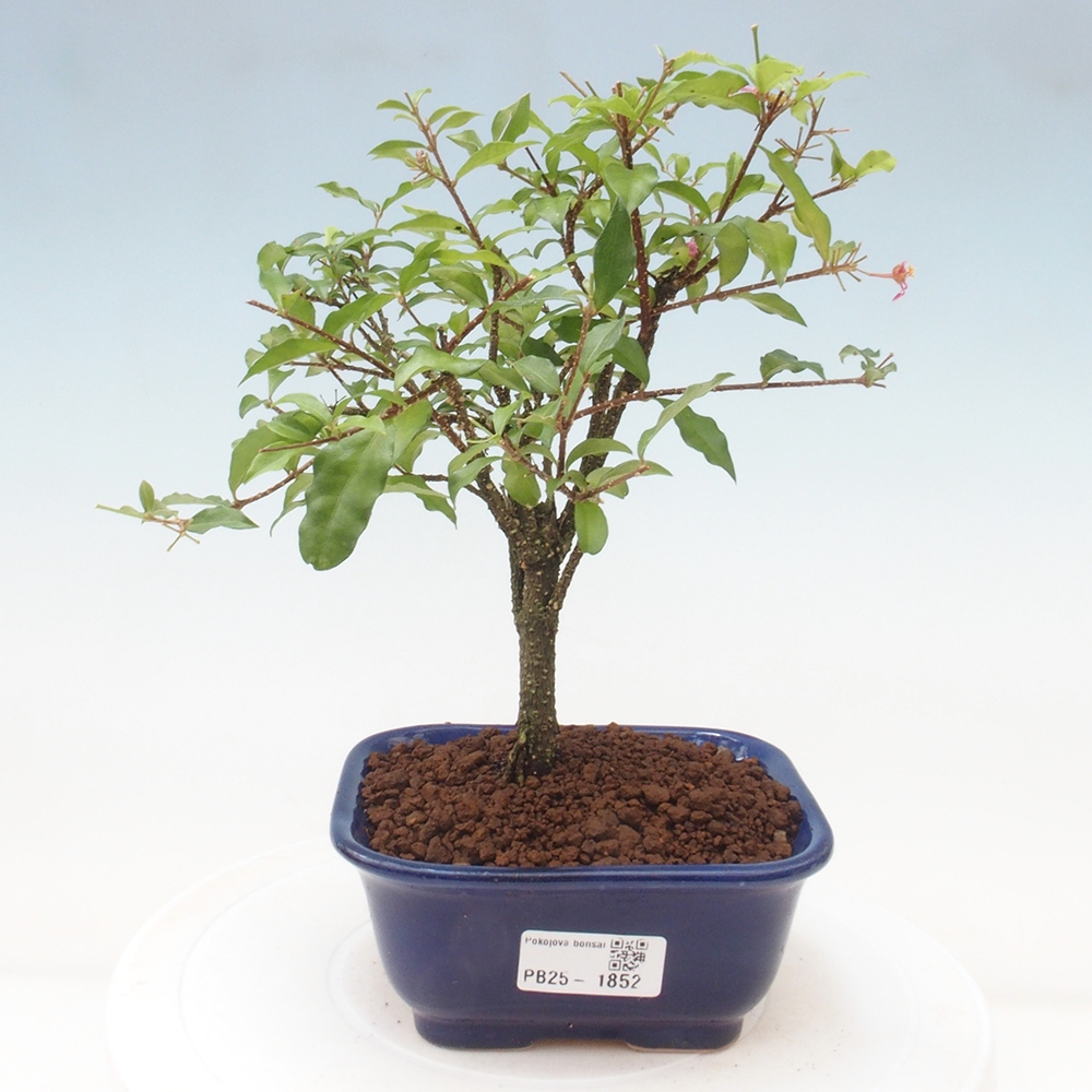 Room bonsai - Malpighia coccigera- Barbdorian cherry