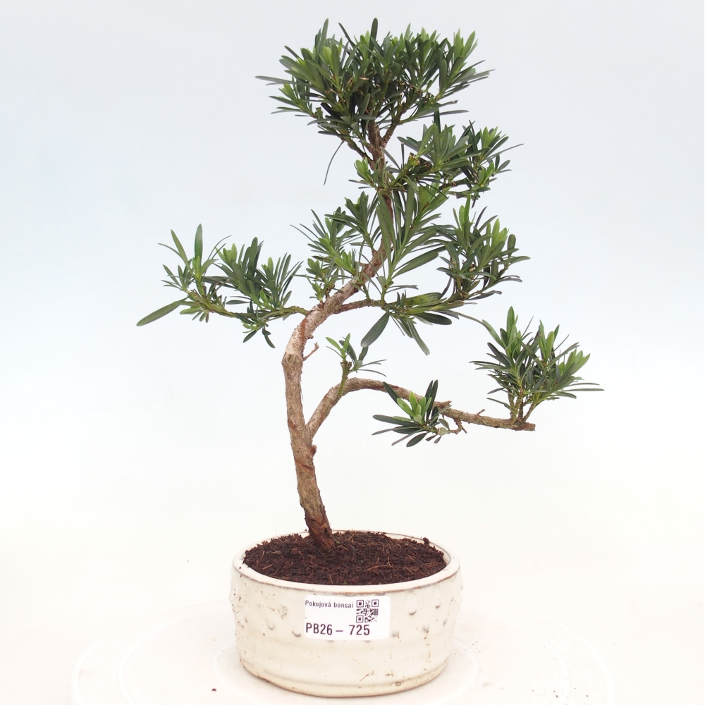 Room bonsai - Podocarpus - Stone Yew