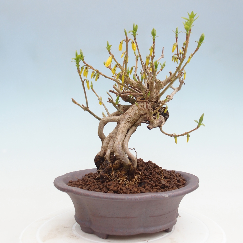 Outdoor bonsai - Zlatice - Forsythia koreana