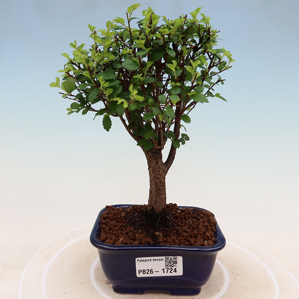 Room bonsai - Ulmus parvifolia - Small-leaved elm