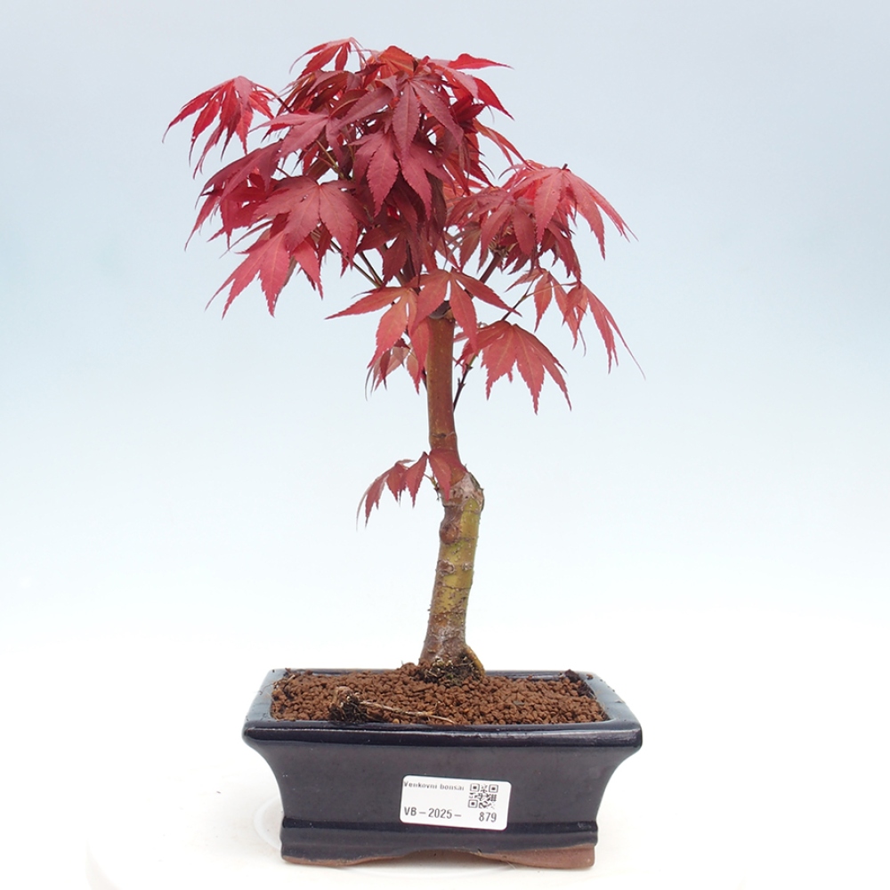 Outdoor bonsai - Acer palm. Atropurpureum-Palmleaf Maple