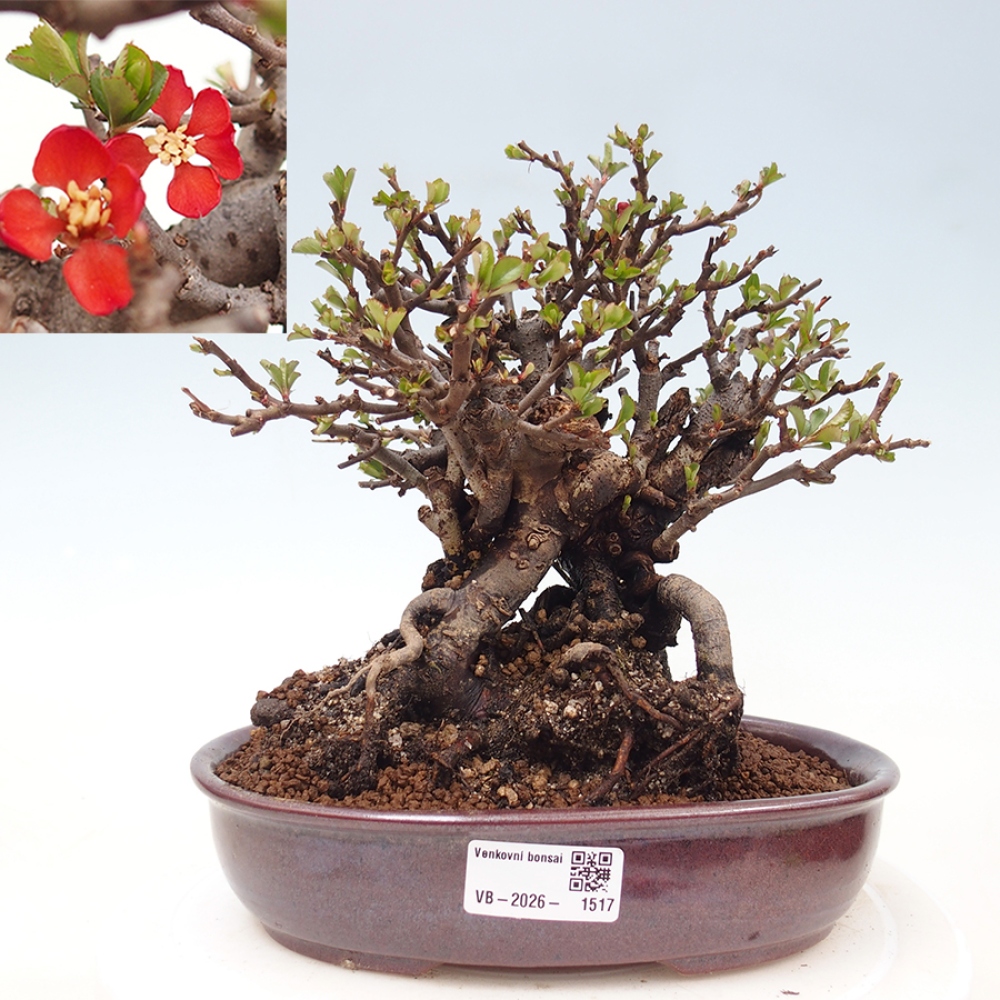 Outdoor bonsai - Chaneomeles speciosa - Quince