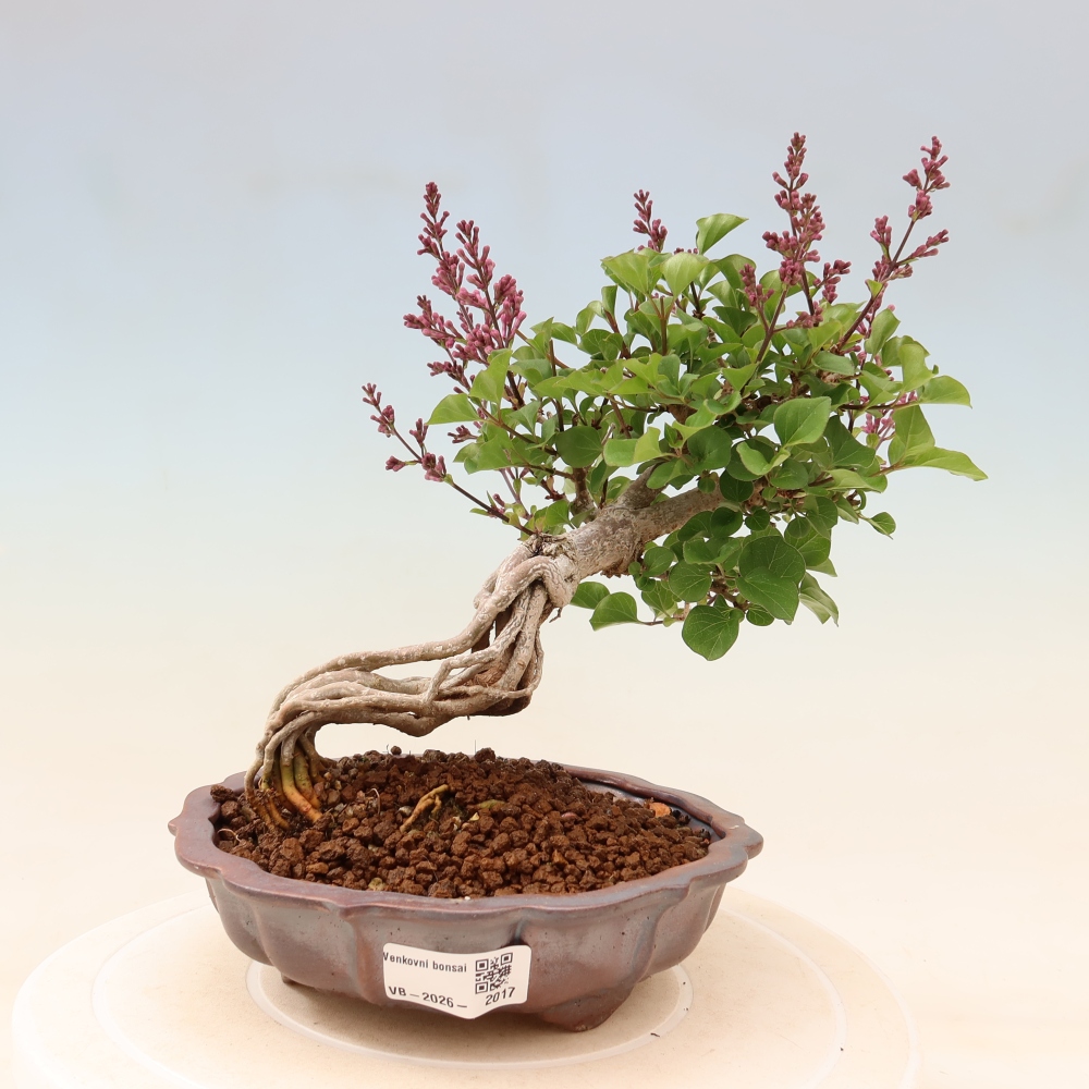 Outdoor bonsai - Syringa microphylla - small-flowered lilac