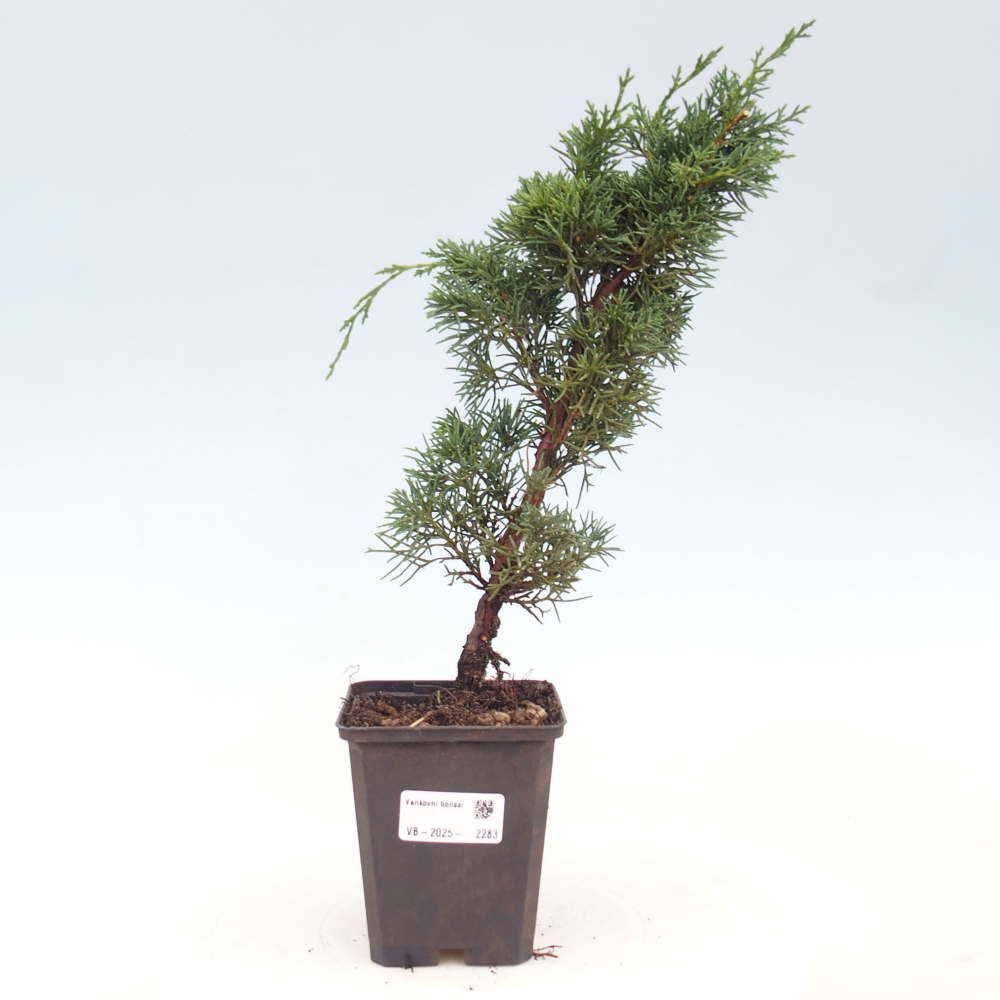 Outdoor bonsai - Juniperus chinensis Kishu - Chinese juniper