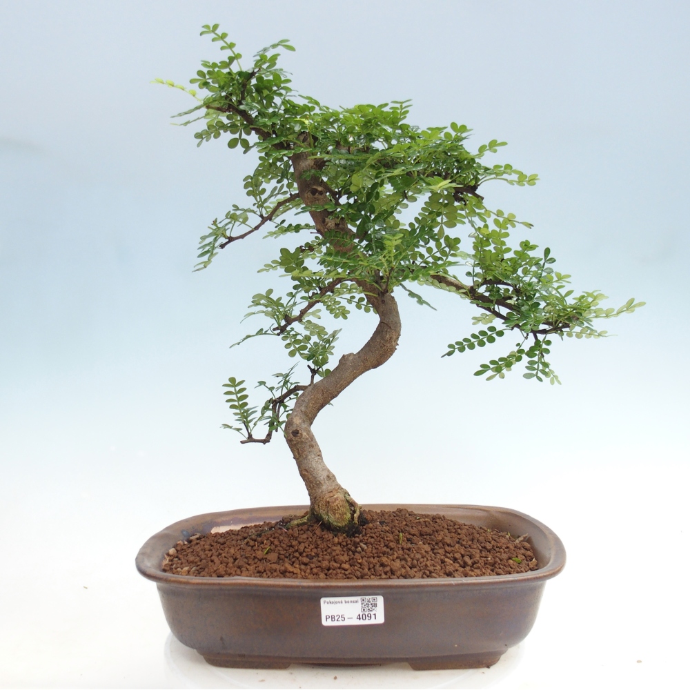 Room bonsai - Zantoxylum piperitum - pepper tree