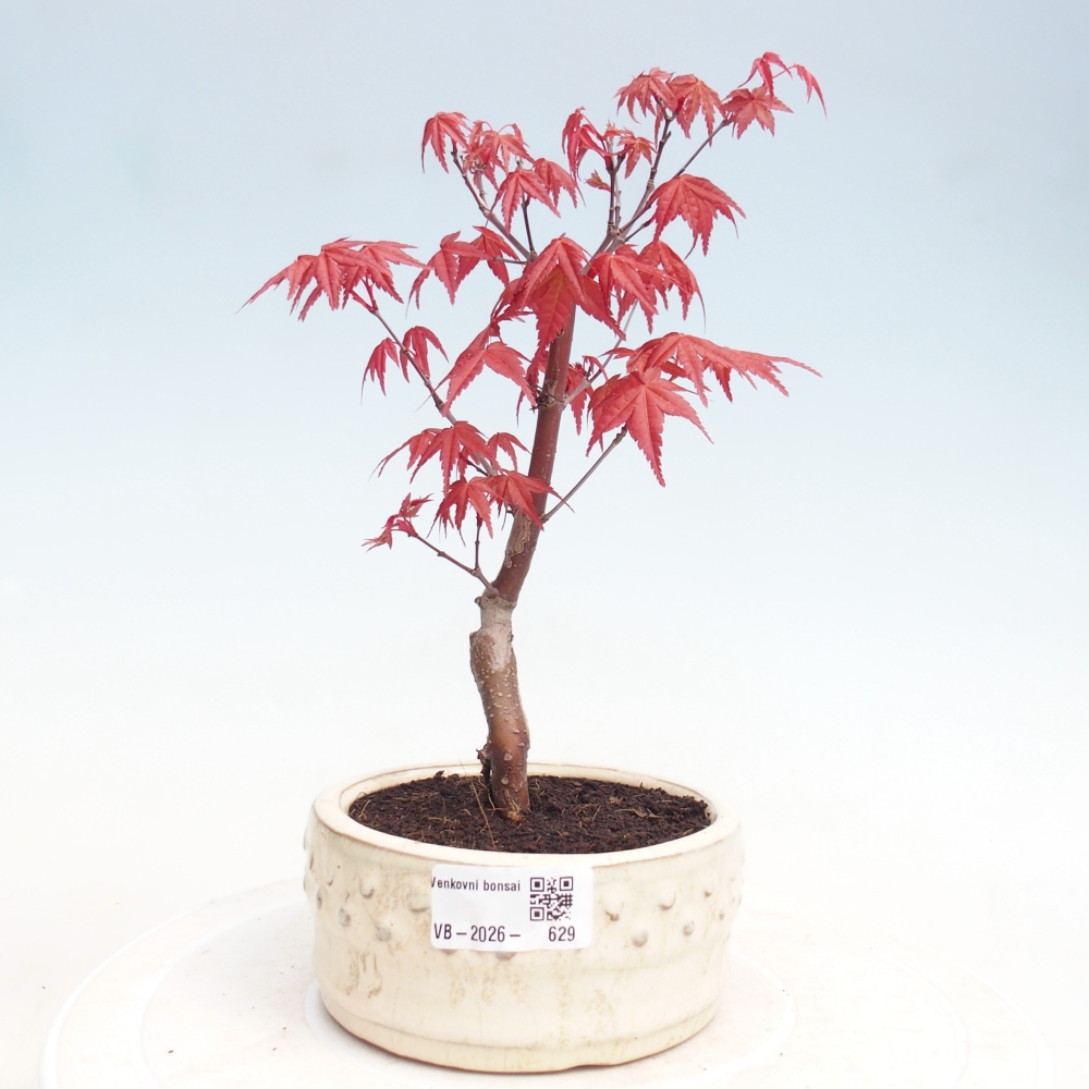 Outdoor bonsai - Acer palmatum DESHOJO