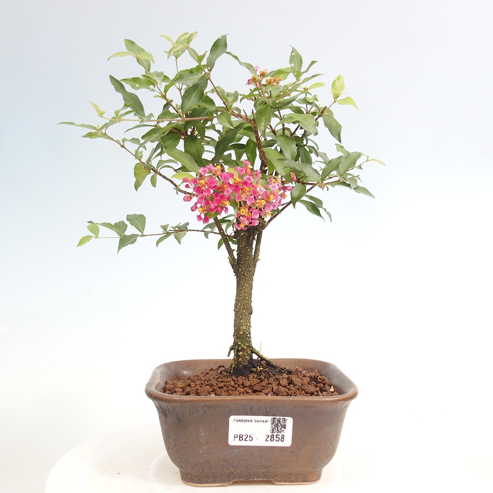 Room bonsai - Malpighia coccigera- Barbdorian cherry