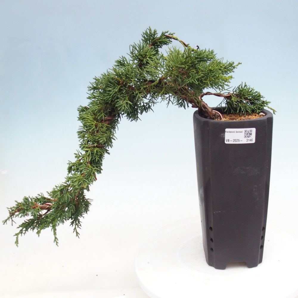 Outdoor bonsai - Juniperus chinensis Kishu - Chinese Juniper