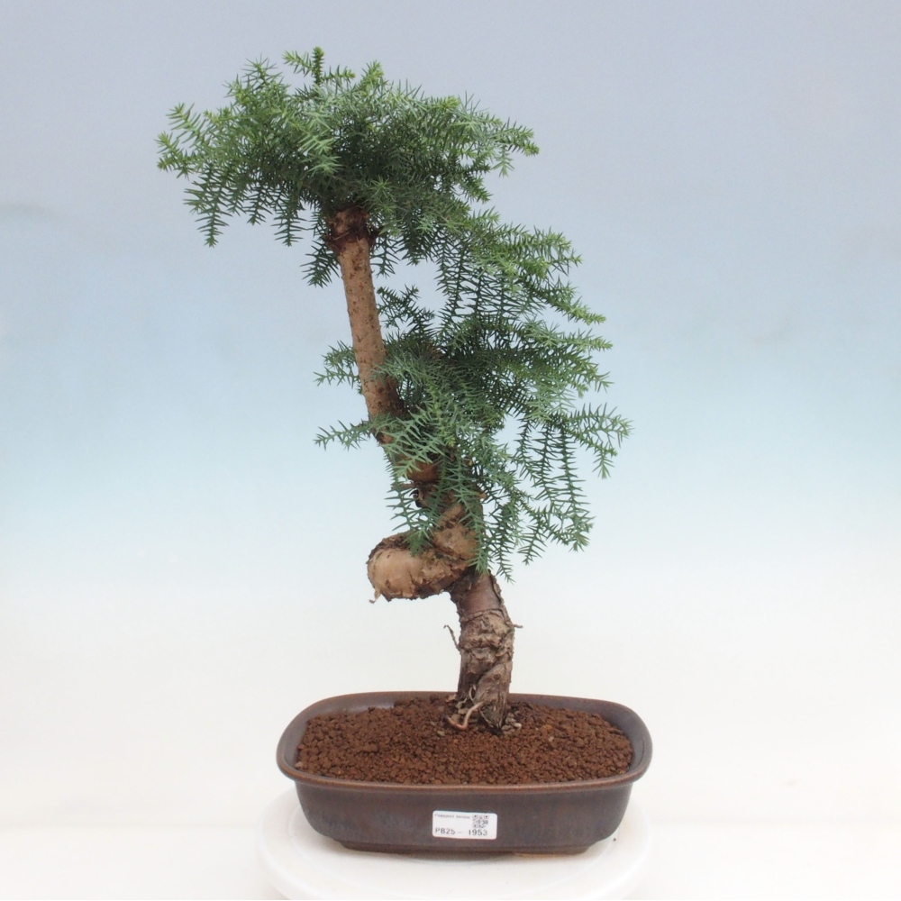 Room bonsai - Araukarie - room spruce