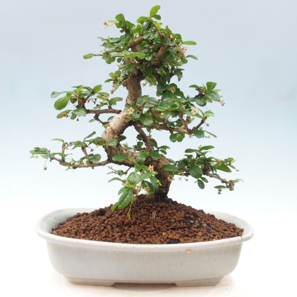 Room bonsai - Carmona macrophylla - Tea fuki