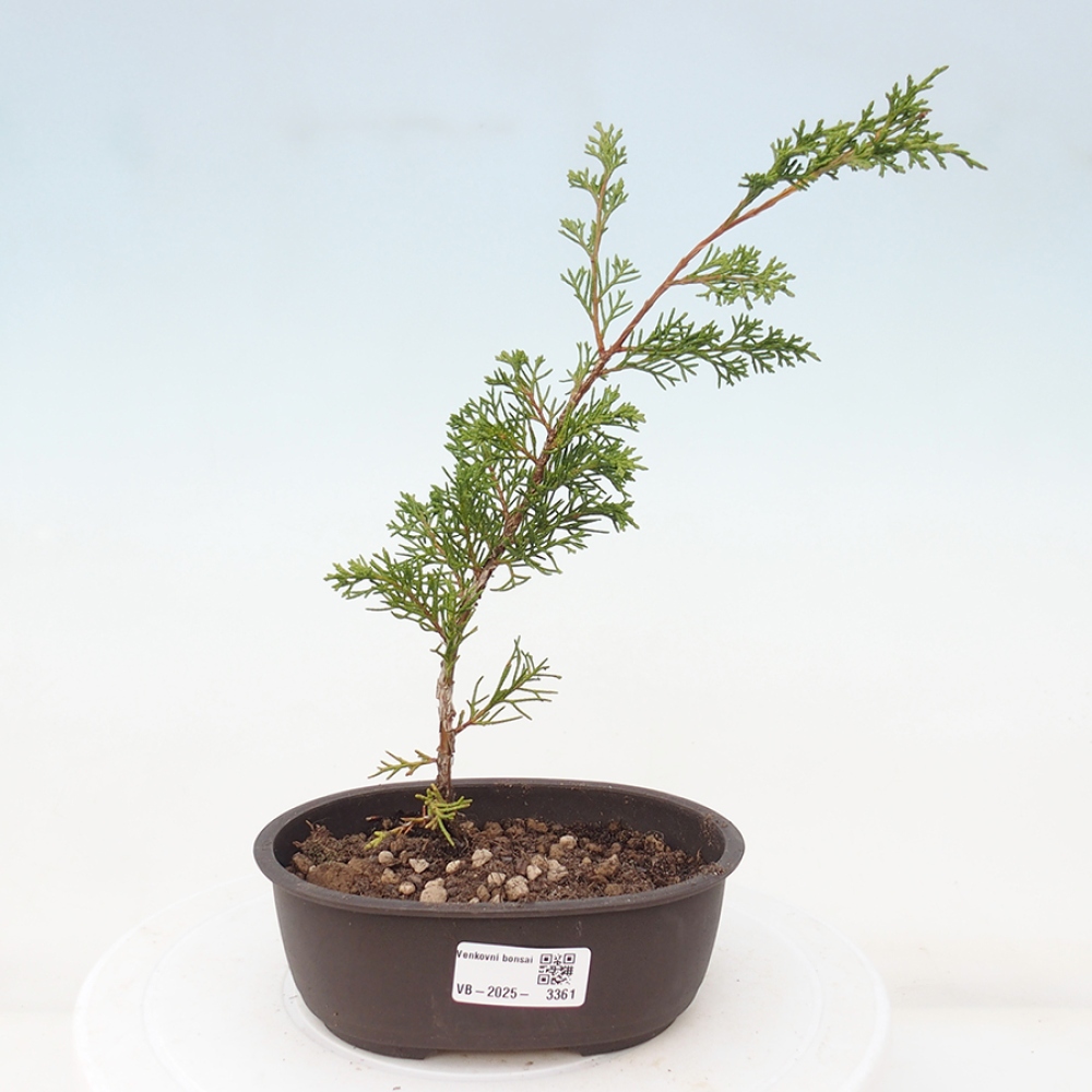 Outdoor bonsai - Juniperus chinensis Itoigawa - Chinese juniper