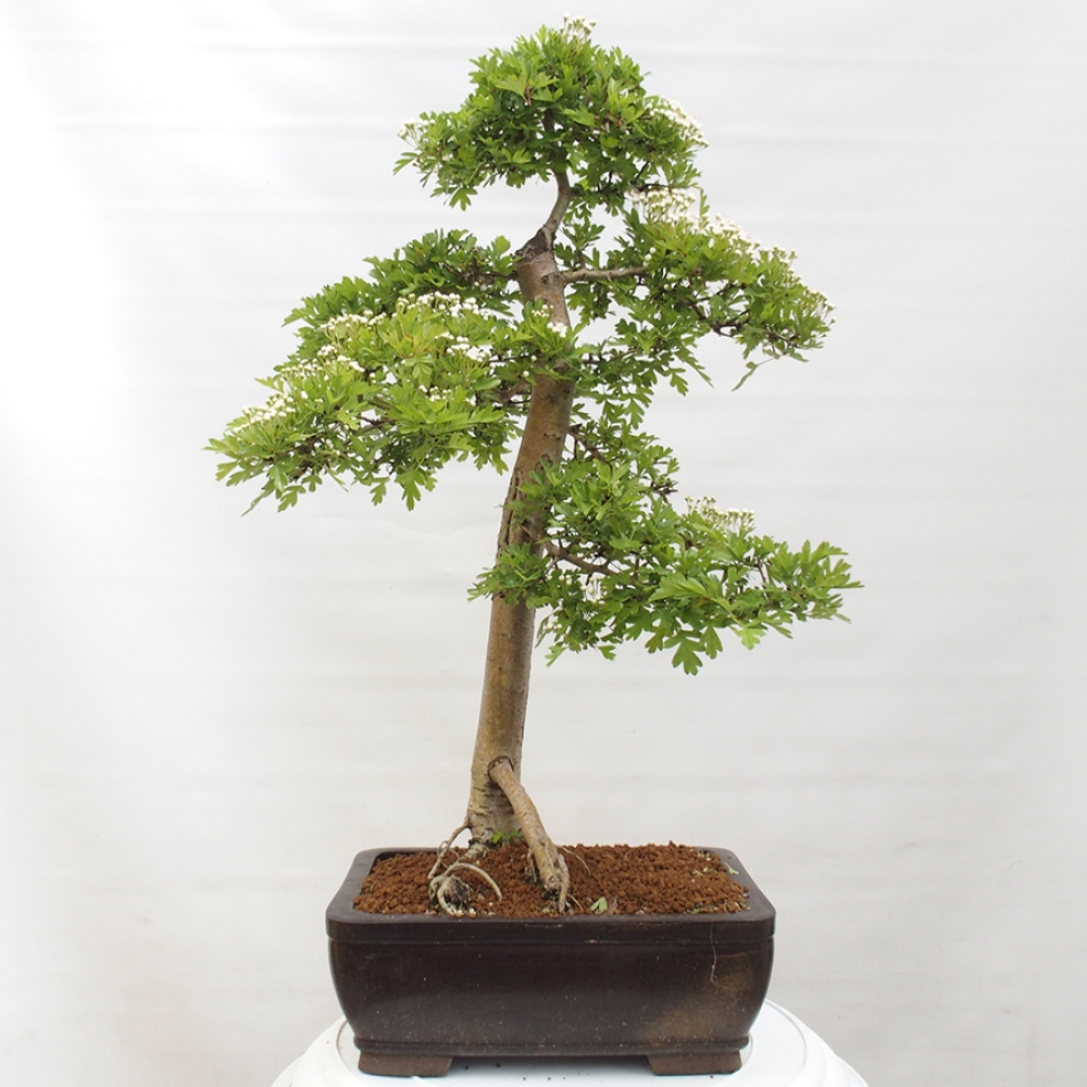 Outdoor bonsai - Hawthorn - Crataegus monogyna