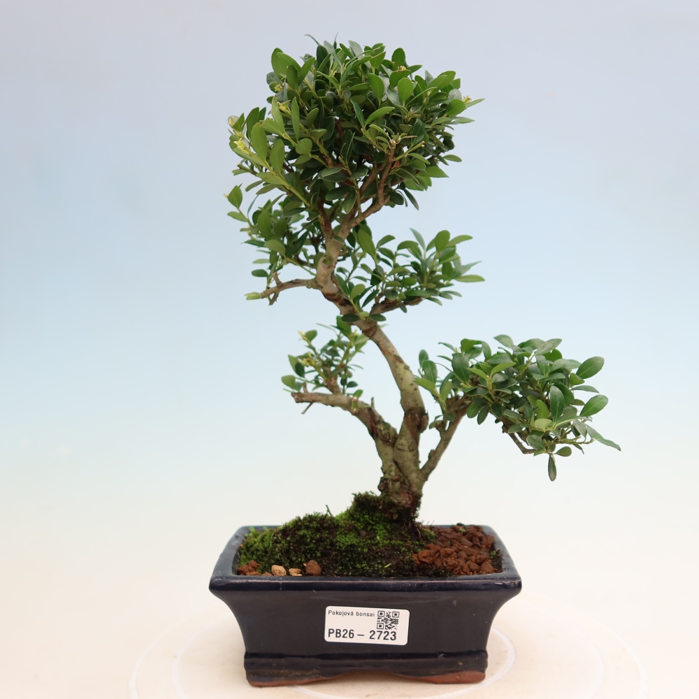 Room bonsai - Ilex crenata - Holly