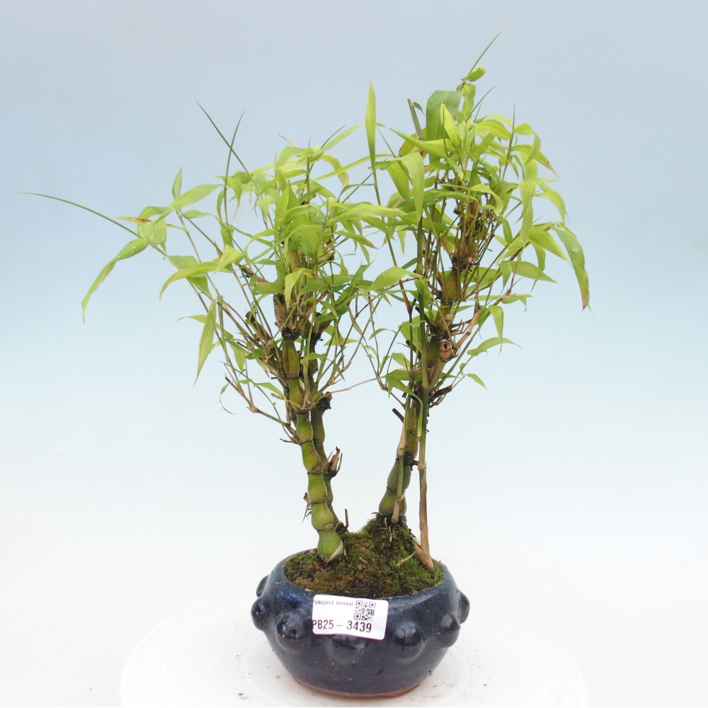 Room bonsai - Bamboo budha-Bamboo budha belly