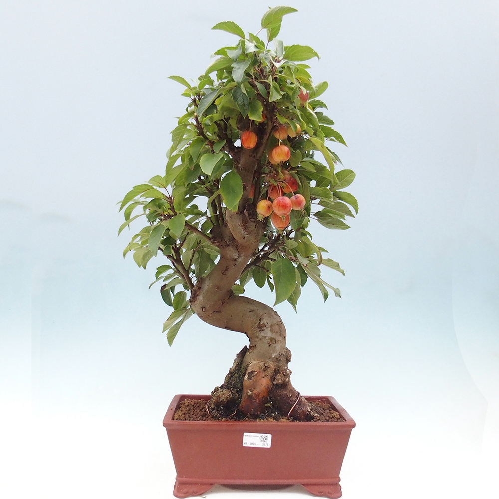Outdoor bonsai - Malus halliana - Small-fruited apple tree