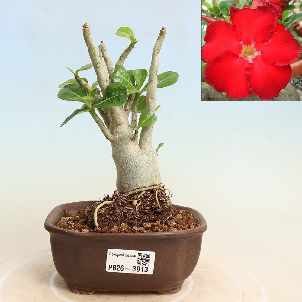Indoor Bonsai - Adenium obesum Red Star - Desert Rose