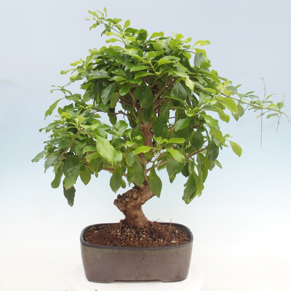 Room bonsai - Duranta repens -Duranta