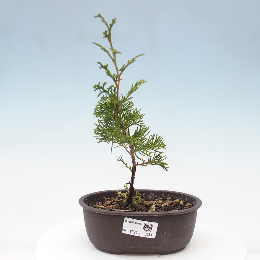 Outdoor bonsai - Juniperus chinensis Itoigawa - Chinese juniper