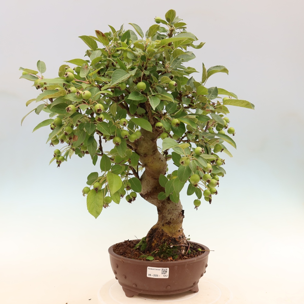 Outdoor bonsai -Malus halliana - Small-fruited apple tree