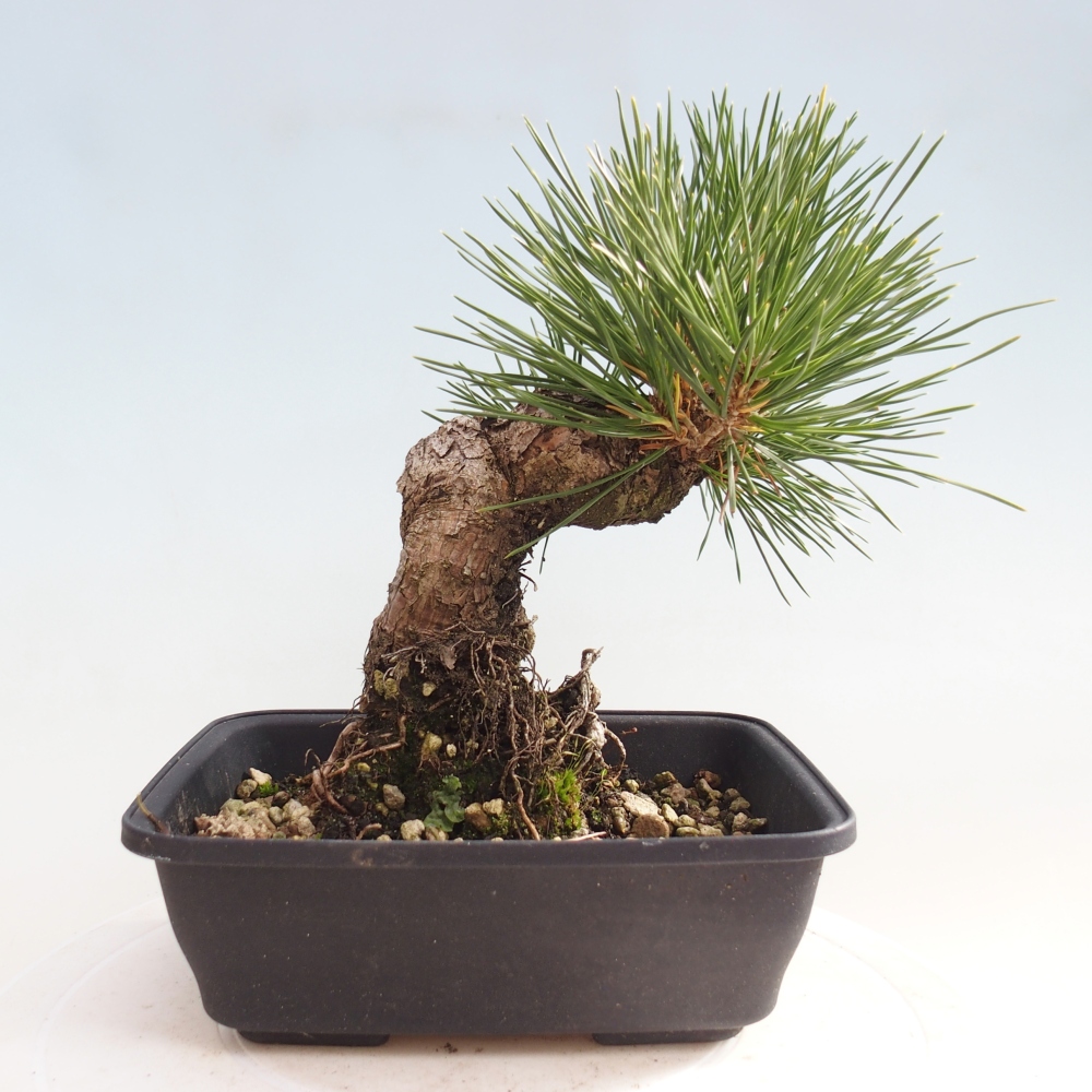 Outdoor bonsai - Pinus thunbergii - Thunberg pine