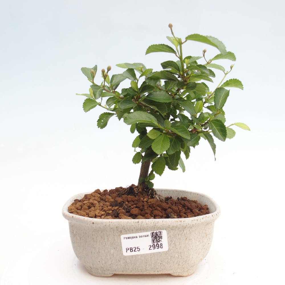 Indoor bonsai - Grewia occidentalis - Lavender star