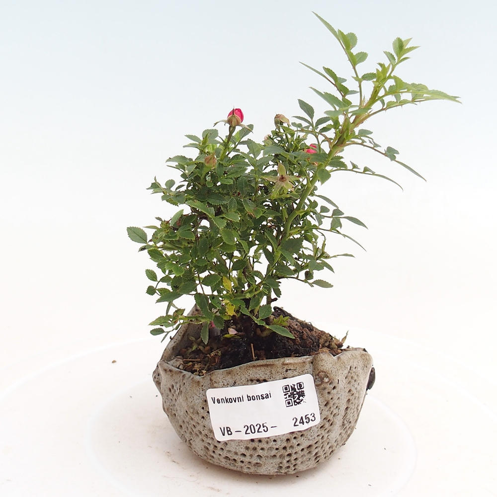 Outdoor bonsai - Rosa Cutie Pie - Roses