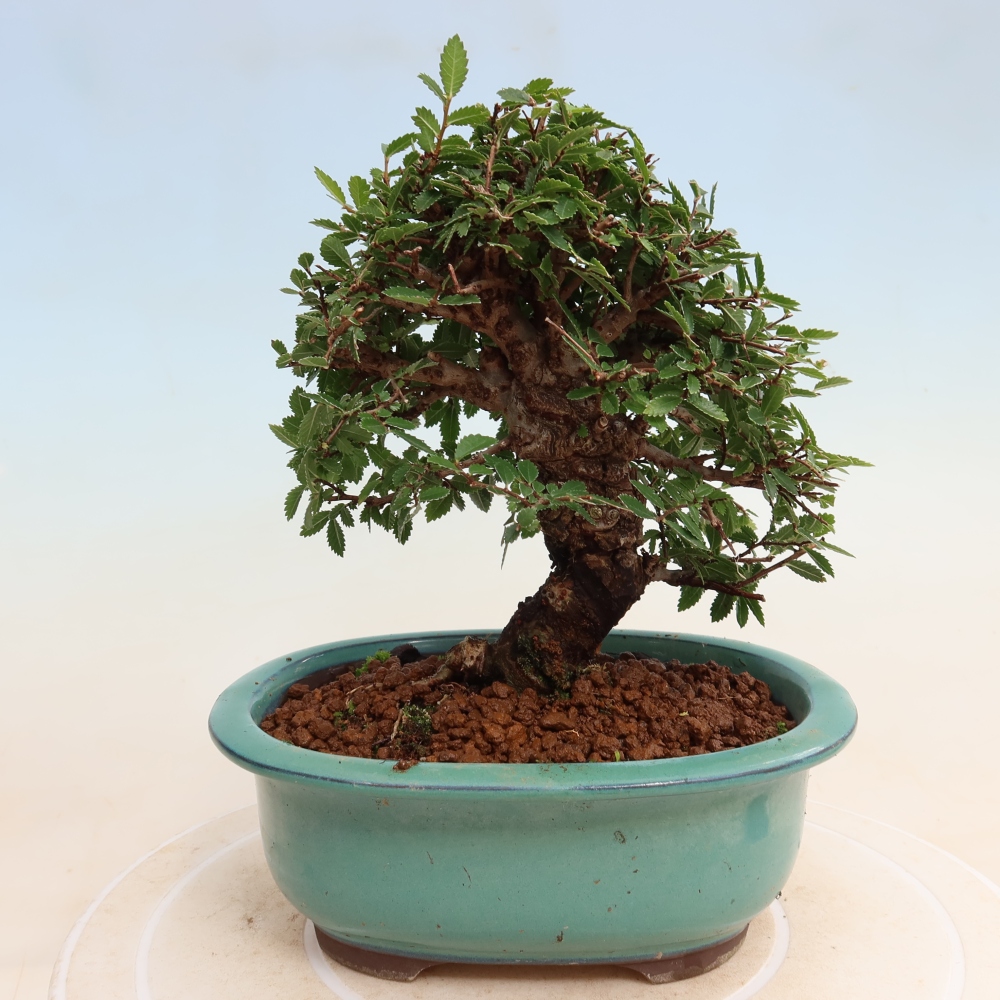Outdoor bonsai - Zelkova - Zelkova NIRE