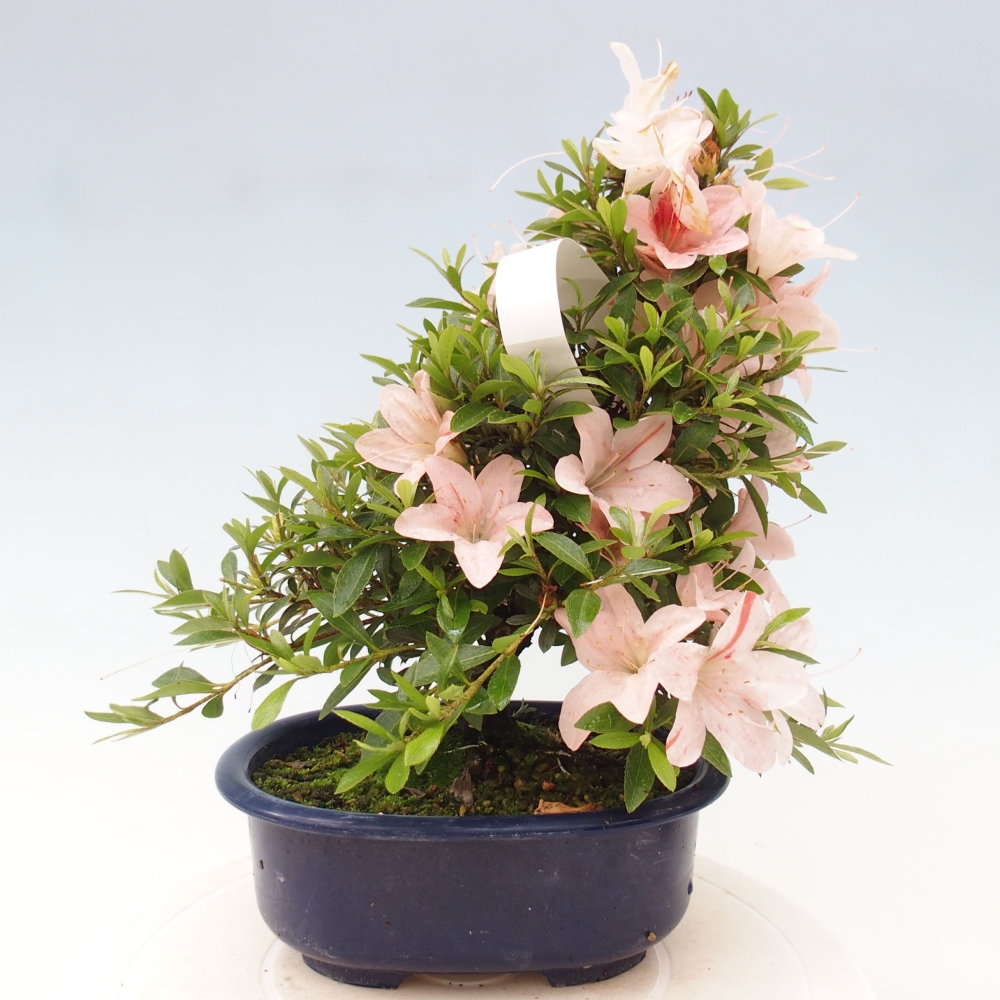 Outdoor bonsai - Japanese azalea - Azalea Nikko